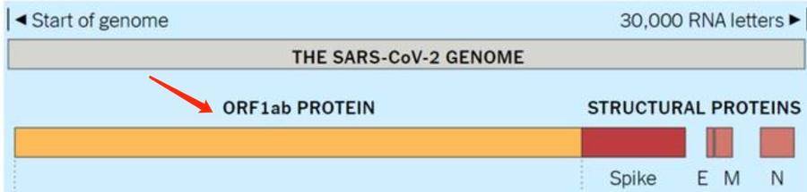 儿童不明原因肝炎新研究指向新冠病毒一突变：引发自身免疫性肝炎