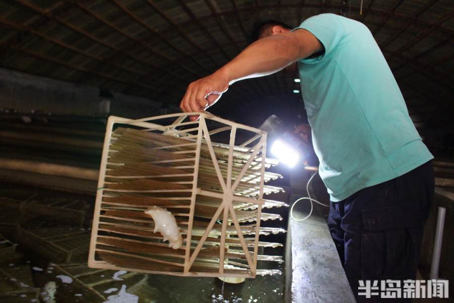 好参鲜食海参,海参价格一览表2022年光参