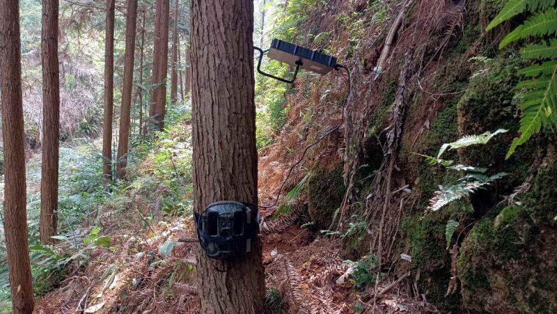 承担这项国家任务,广东猎捕了147头野猪