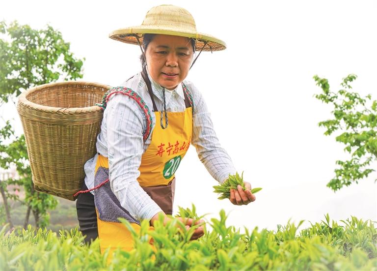 三茶统筹发展,“三茶统筹”引领云茶高质量发展