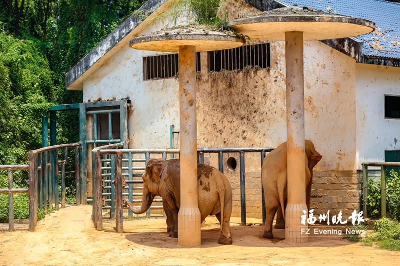福州最值得去的动物园,动物园夏日清凉