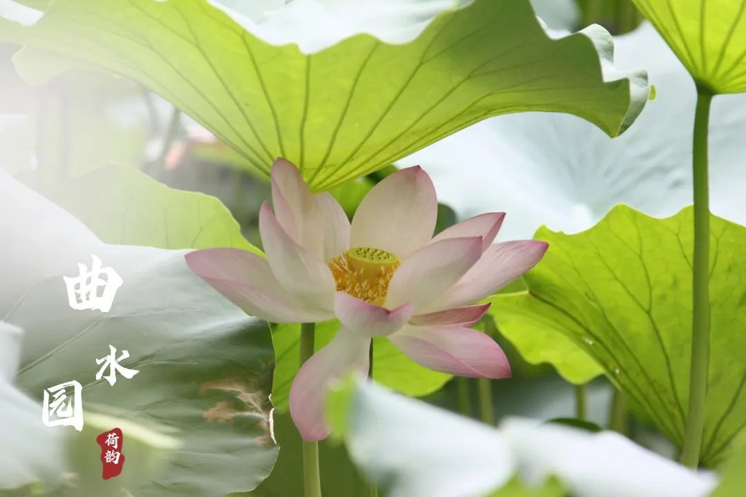 上海曲水园最新消息,上海曲水园公园