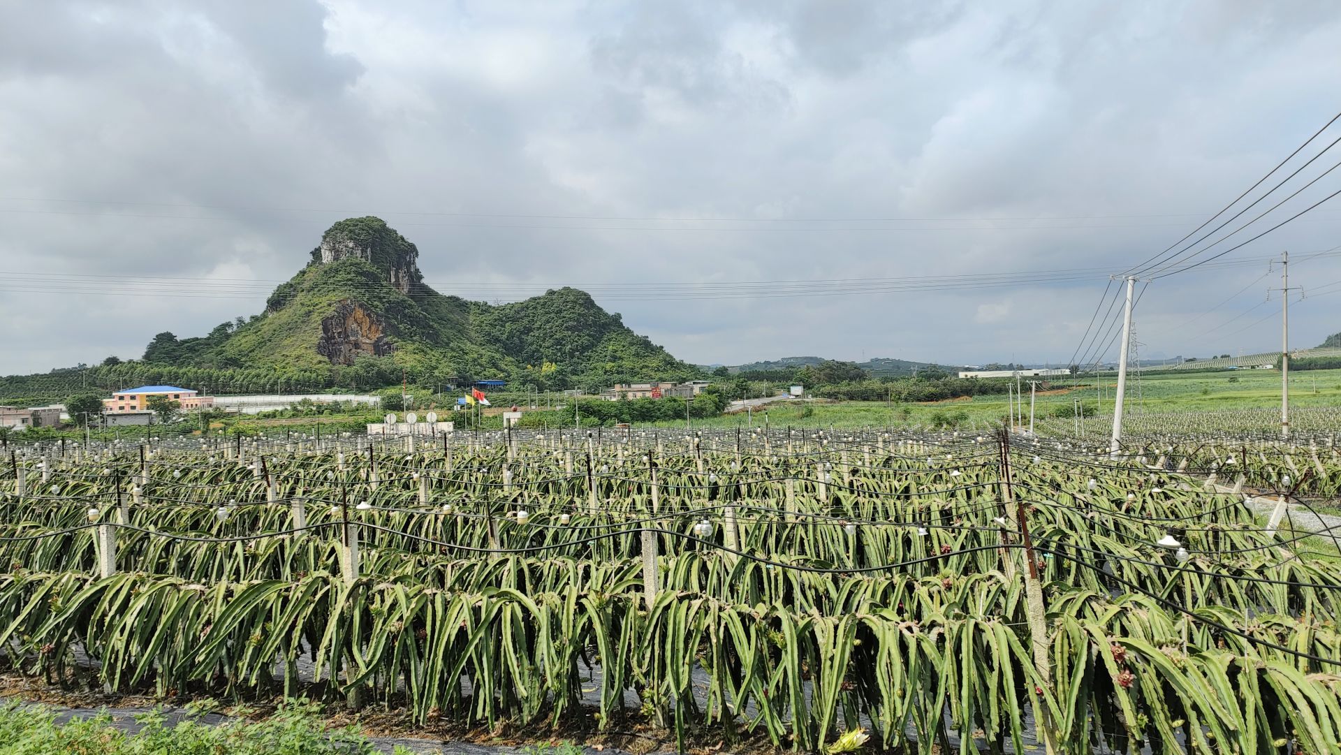 走进县城看发展｜火龙果化身“致富果”隆安县特色农业发展红红火火