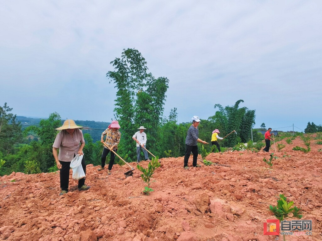 贵州锦屏林下养鸡敲开致富门,草窝滩镇唤醒撂荒地变成致富田