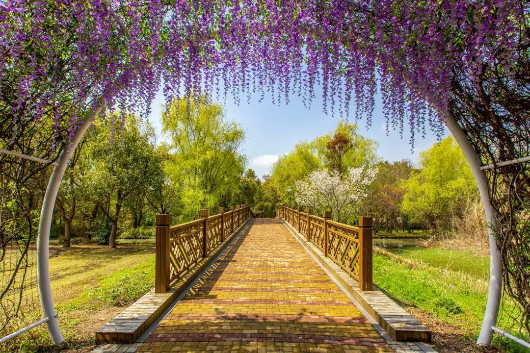 苏州赏花旅游攻略一日游,苏州花海旅游攻略