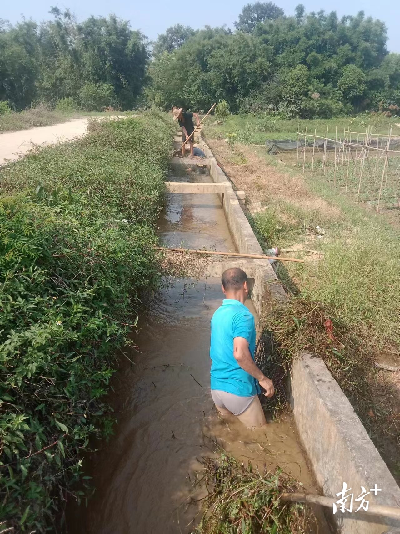 晚稻插秧,多措并举促进水稻产业转型升级