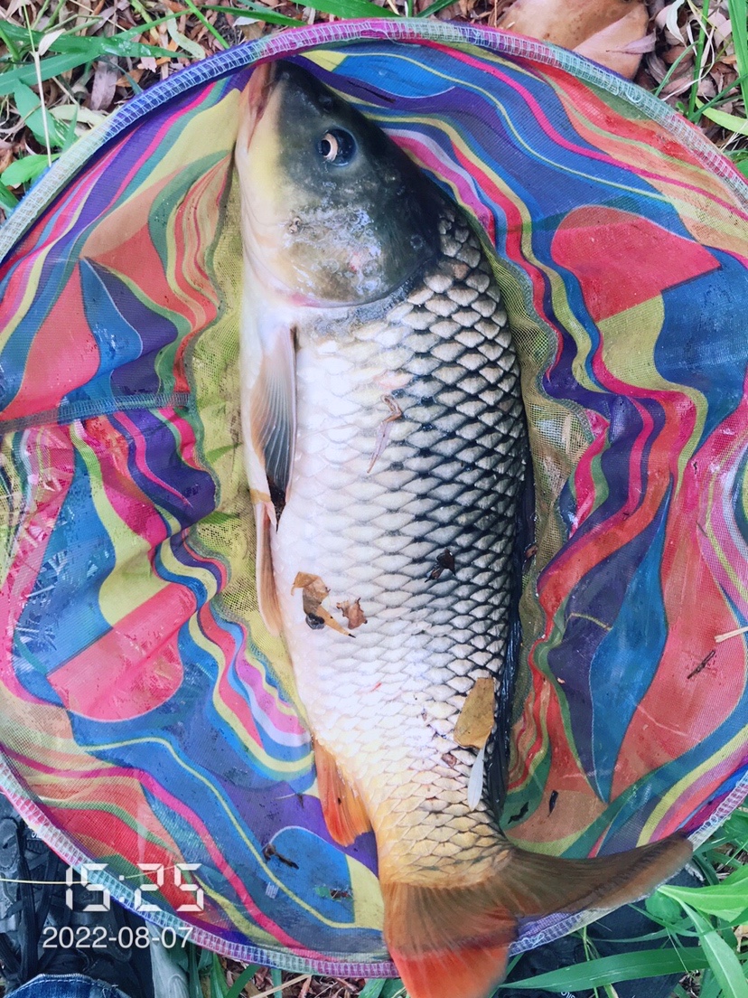 泡沫逗钓为什么比蚯蚓效果好,逗钓泡沫正确挂法