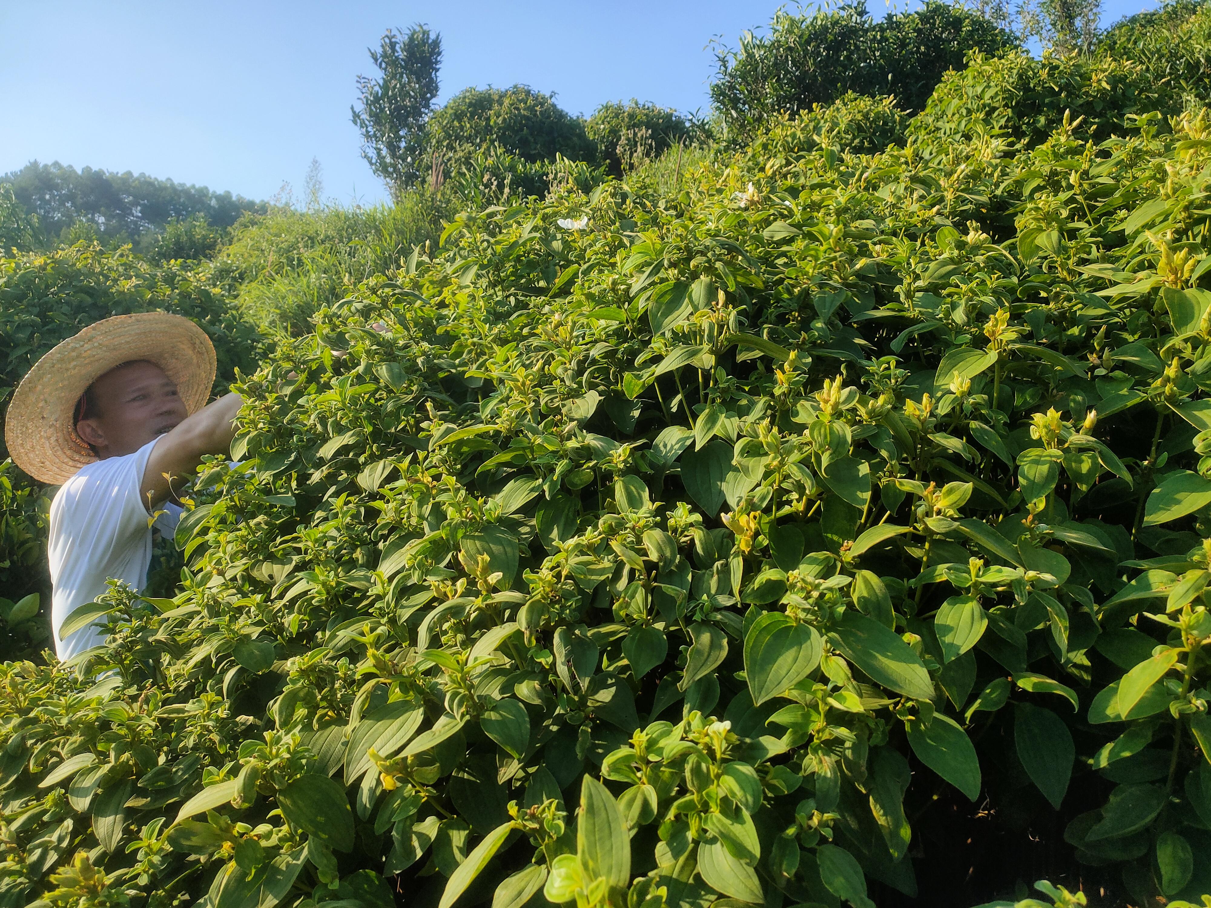 秀篆镇白花野牡丹产业为乡村振兴“强筋健体”