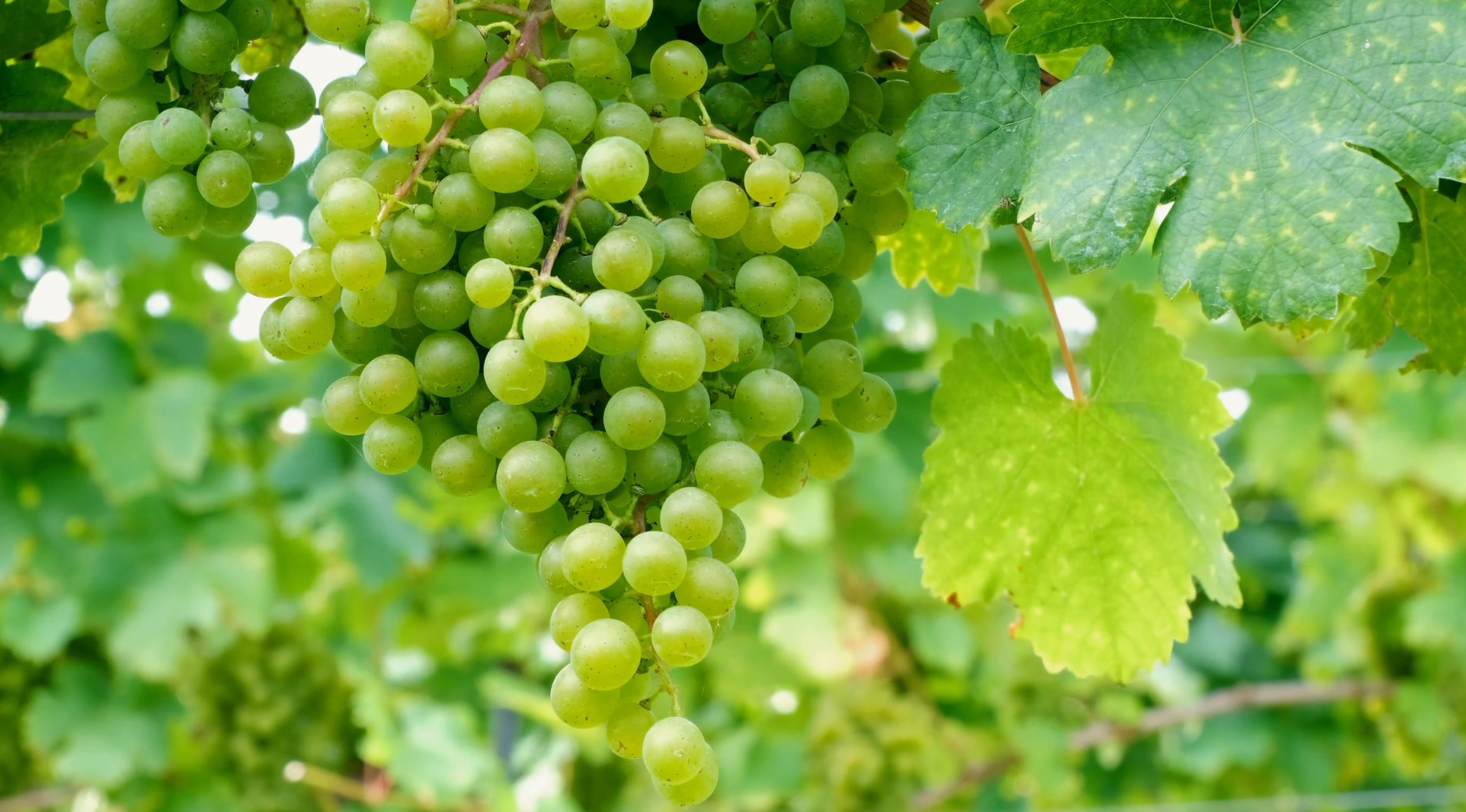 阳光玫瑰才进入中国时多少钱一斤,阳光玫瑰价格暴跌什么原因