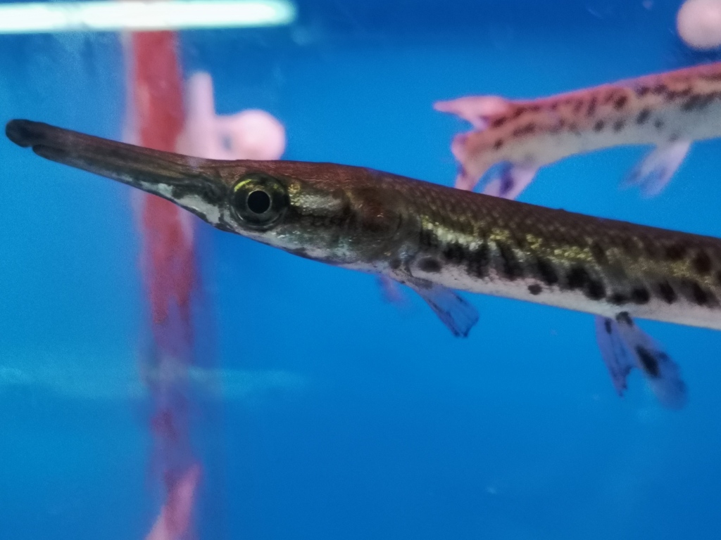 多地鳄雀鳝抓捕最新消息,鳄雀鳝来者不善随意放生涉嫌违法