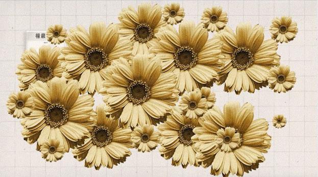 微信小程序生成菊花码,微信小程序码是什么类型的