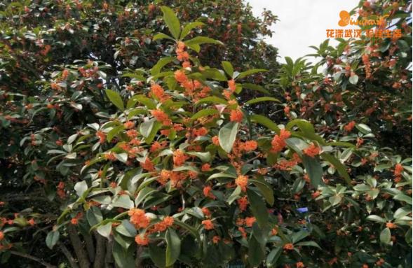 武汉花博汇花展,武汉花展最新消息