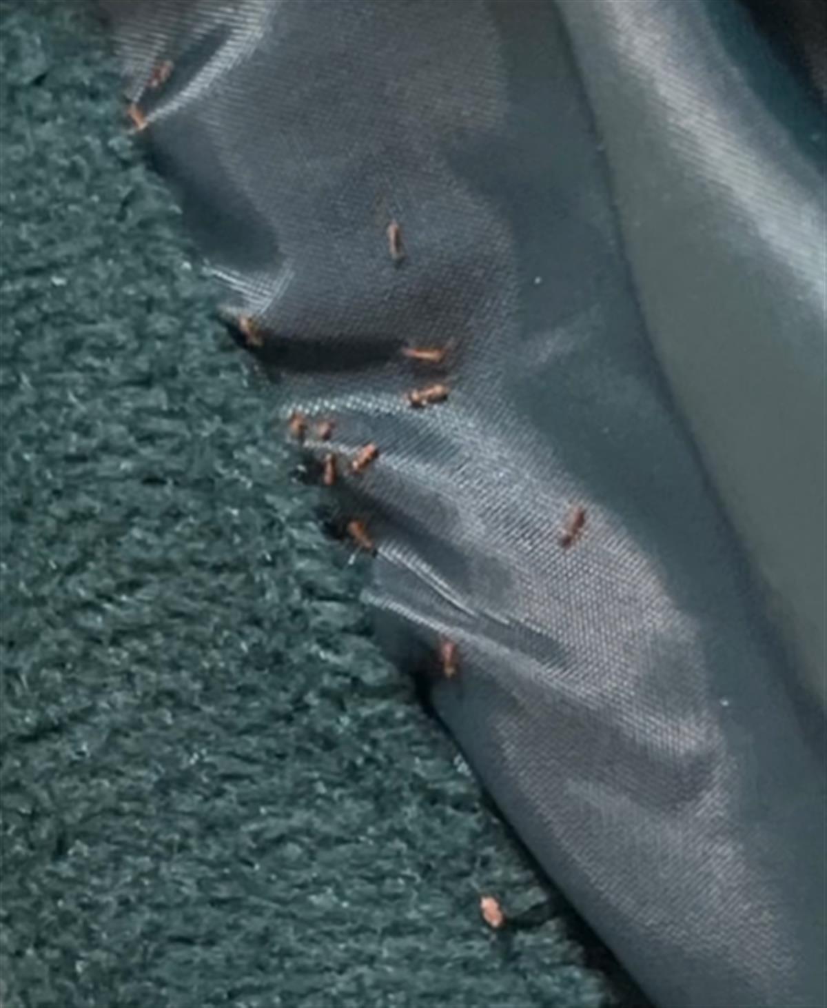 女子19.9元网购商品现红蚂蚁,网购19.9元卫衣内爬出大量红蚂蚁