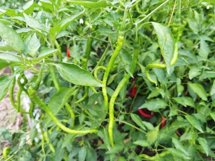 鐢板洯椋庡厜濂藉悆鍠濅笉鐢ㄦ剚,鐢板洯椋庡厜缇庨奔鑲ョɑ绫抽