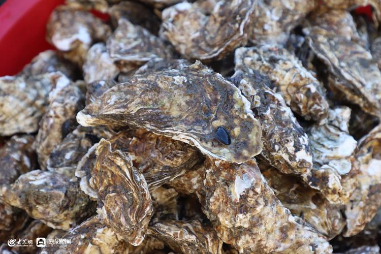 7月份日照海鲜大概价位,日照国庆海鲜价格