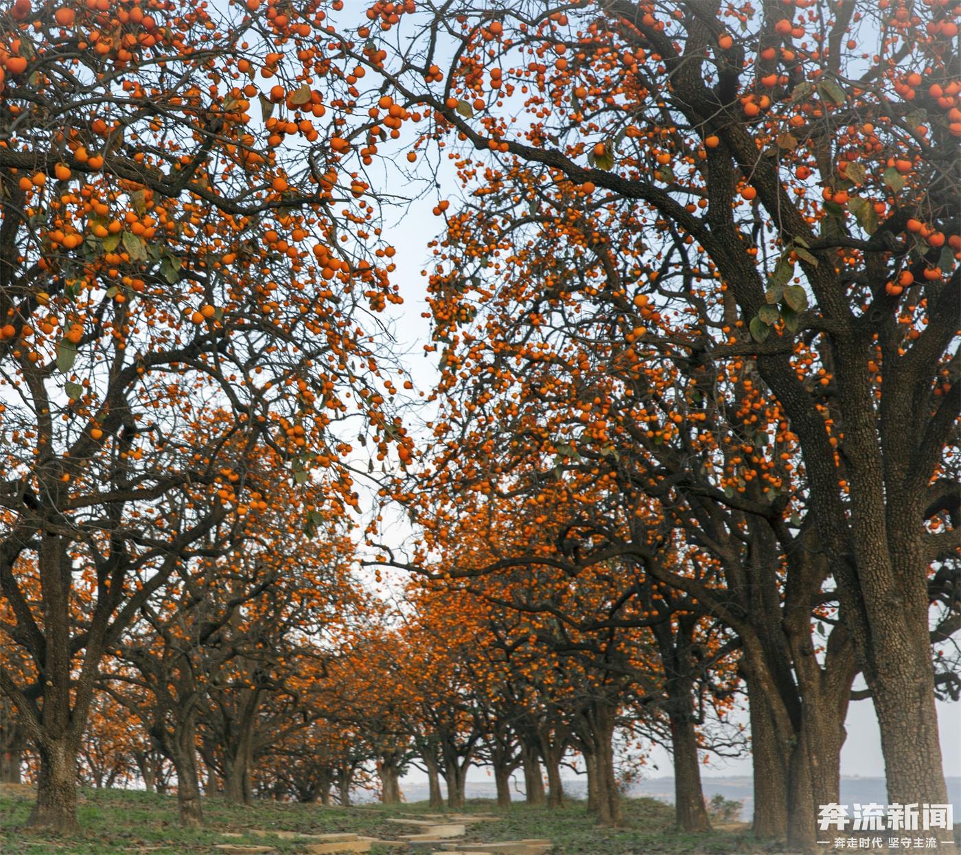我们这十年经济的变化,甘肃平凉市泾川县乡村振兴战略