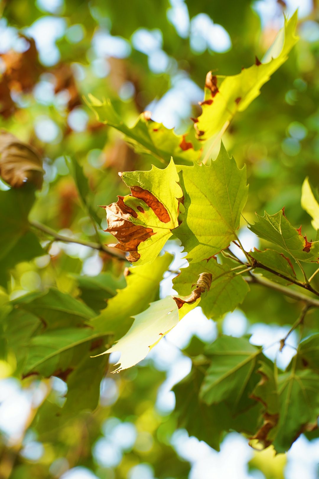 寻秋鄂城｜奋进泽林，勇毅前行