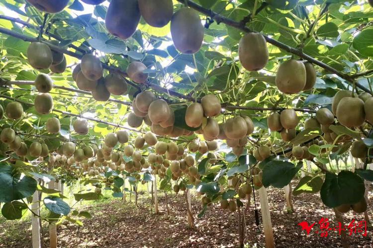 乡村振兴展风采·新农人｜王吉新：栽下经济林，结出致富果绘制乡村振兴博山画卷