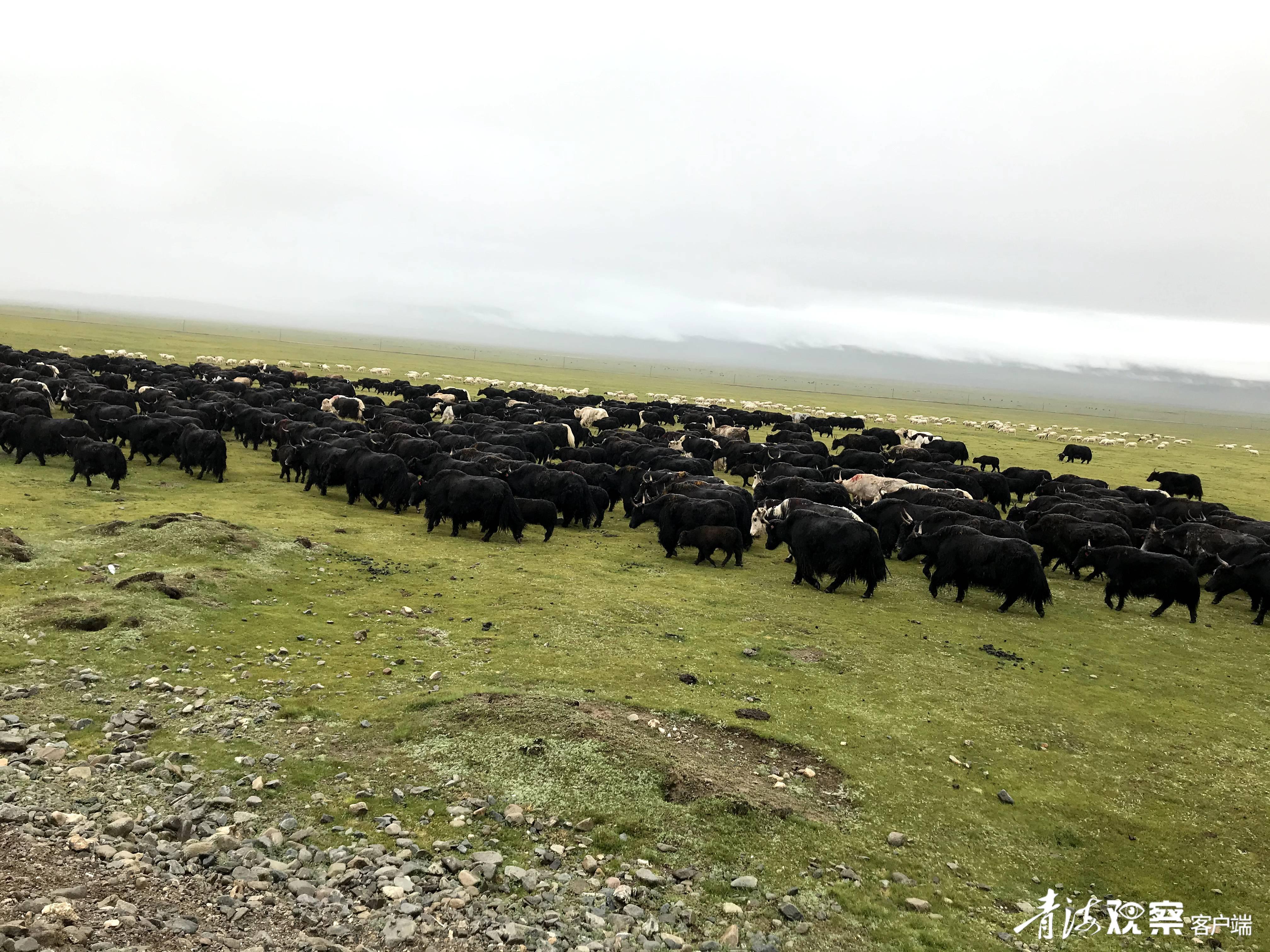 祁连创业项目招商,祁连县创业项目