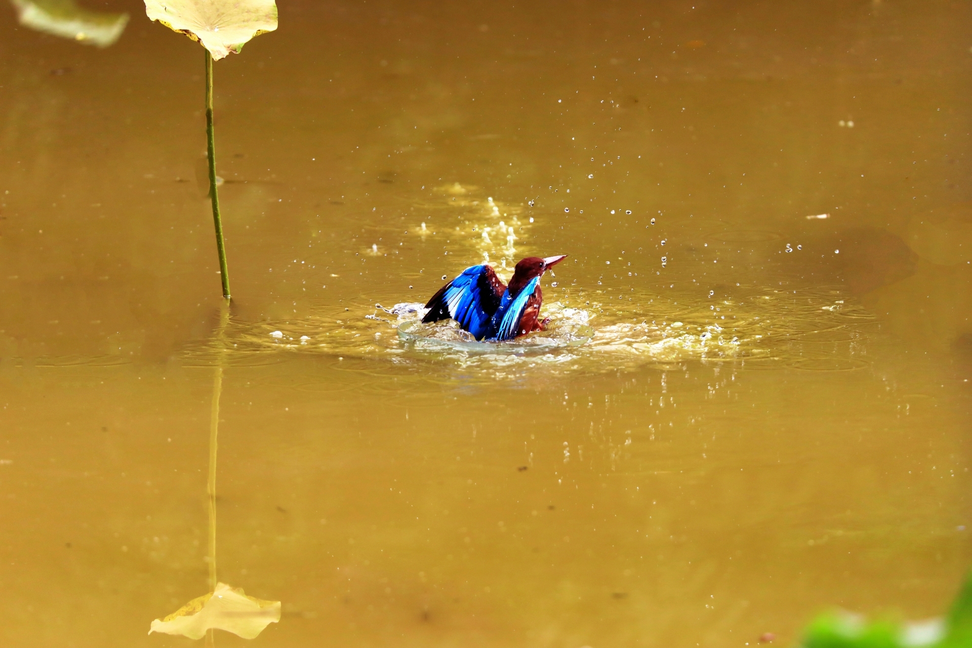 普者黑喀斯特湿地公园,普者黑湿地