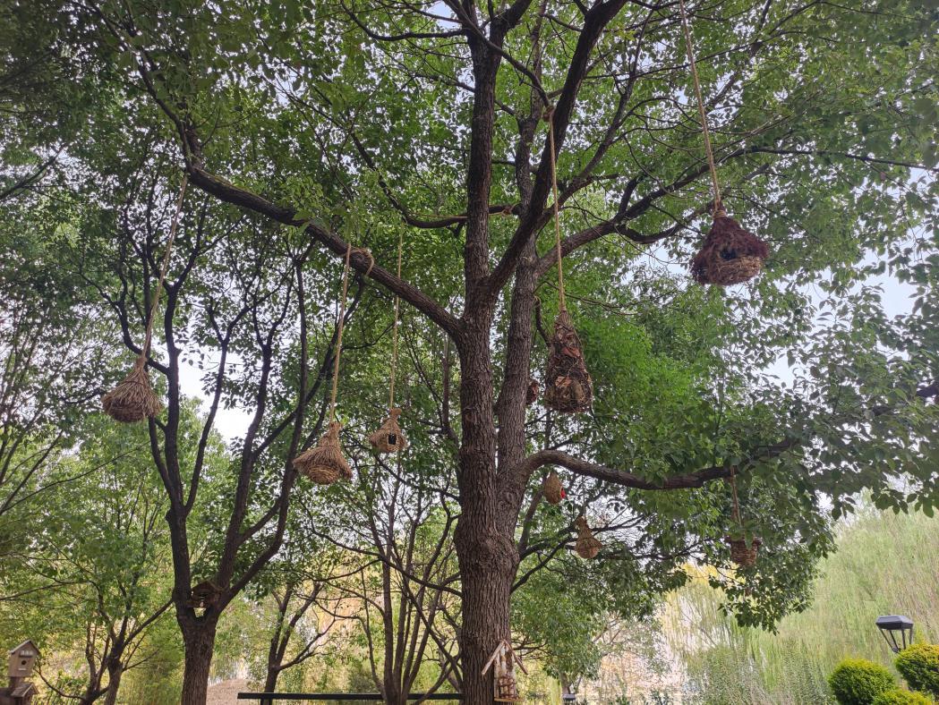 沙湖户外遛娃攻略一日游,沙湖带娃怎么玩便宜又好玩