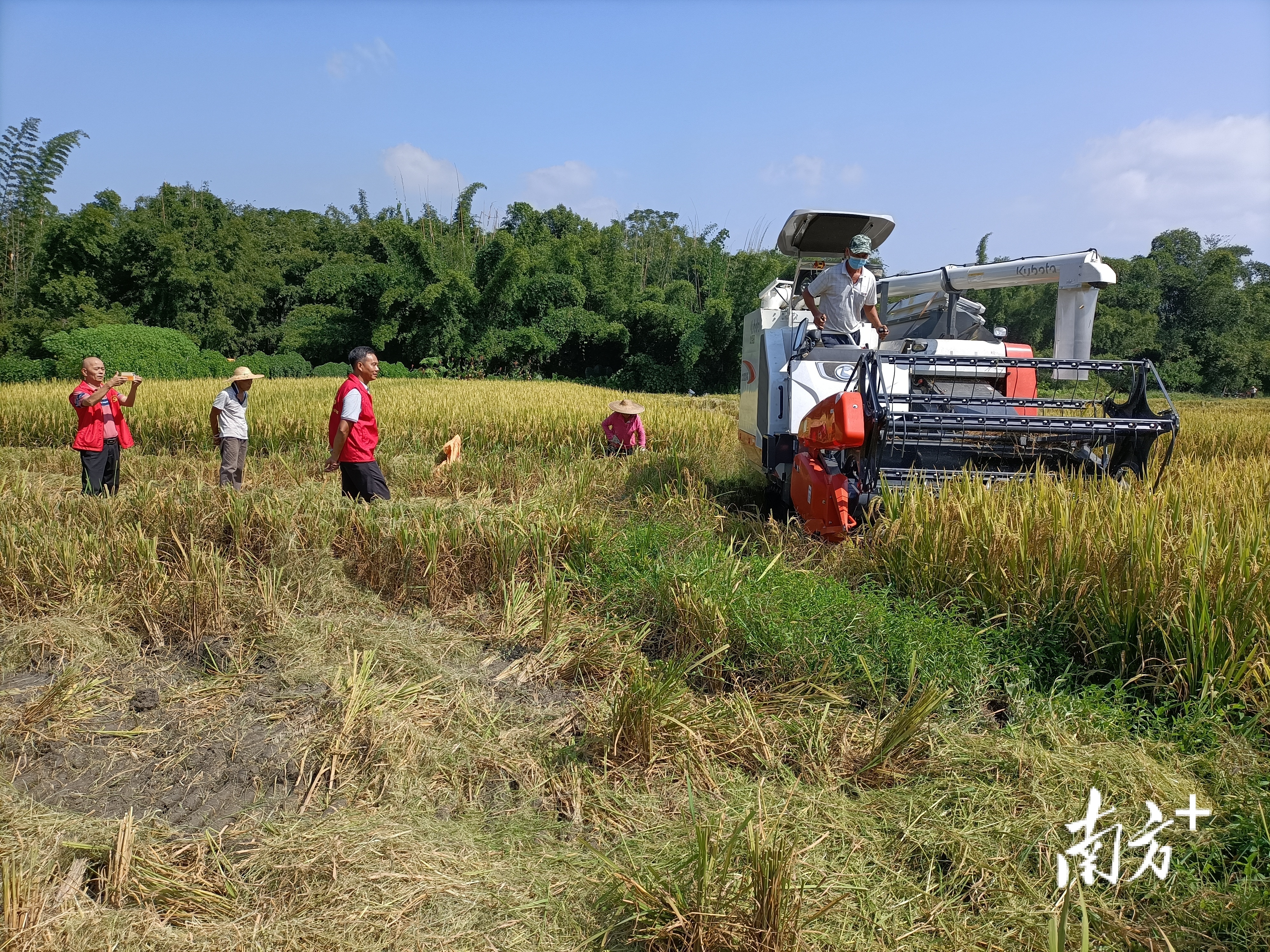 赞！坝塘村也有自己的收割机了