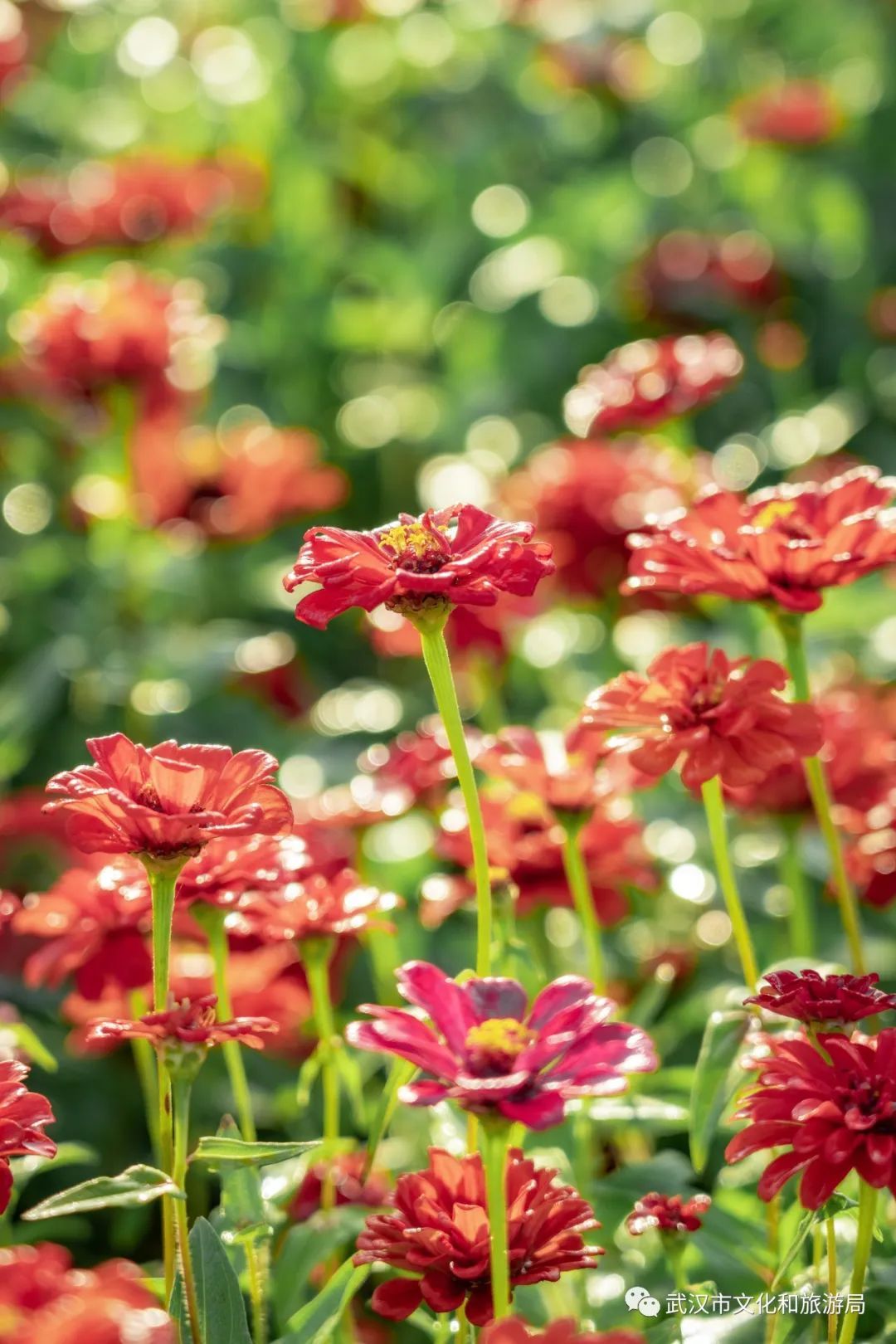 怎么拍一片花海,一片花海怎么拍