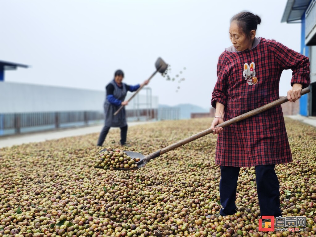 引“飞雁”变“归雁”助力乡村振兴——记2022年度自贡市返乡创业乡村琵琶镇洞上村