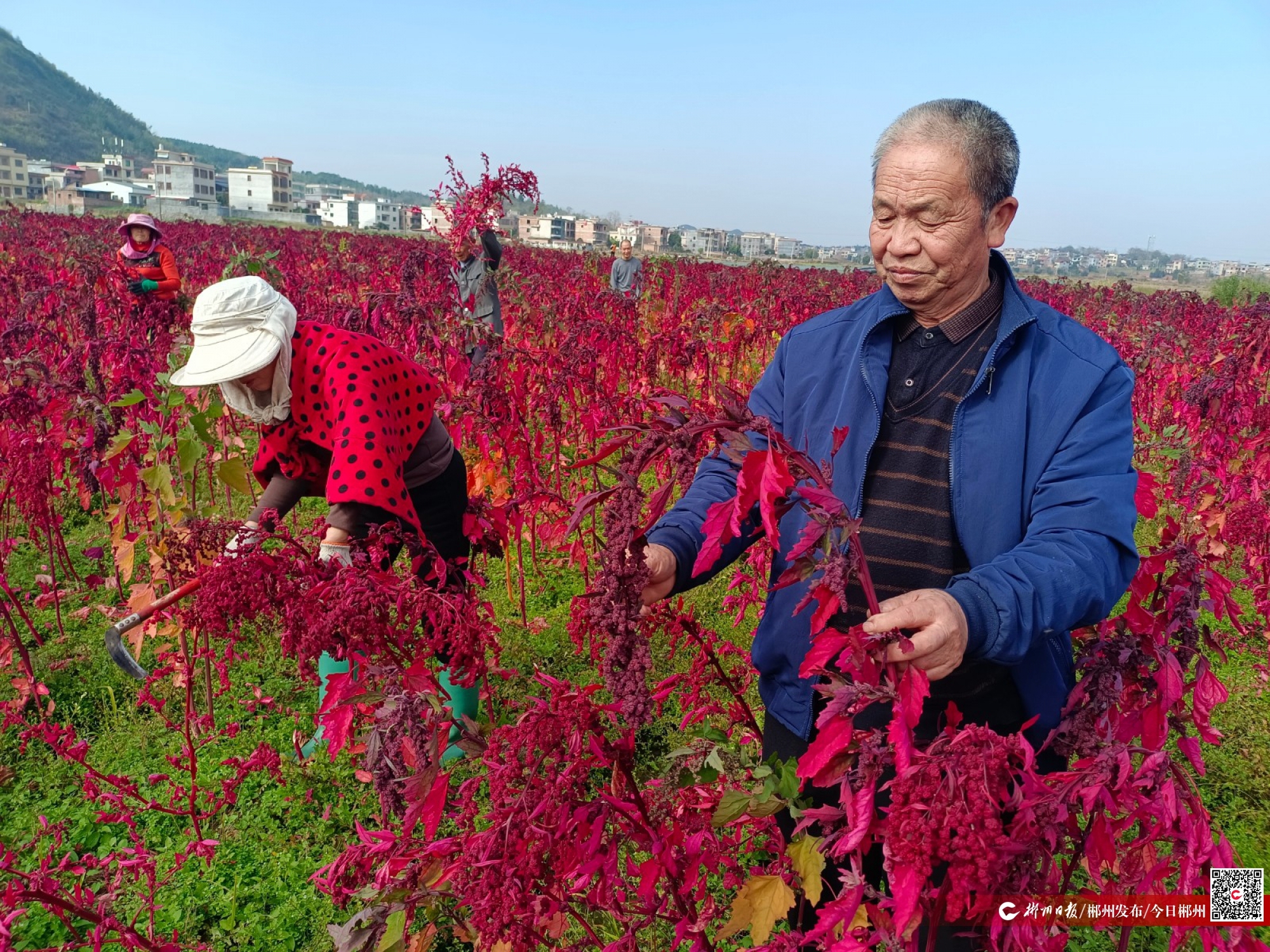 倔老头创作的原声,倔老头玉林