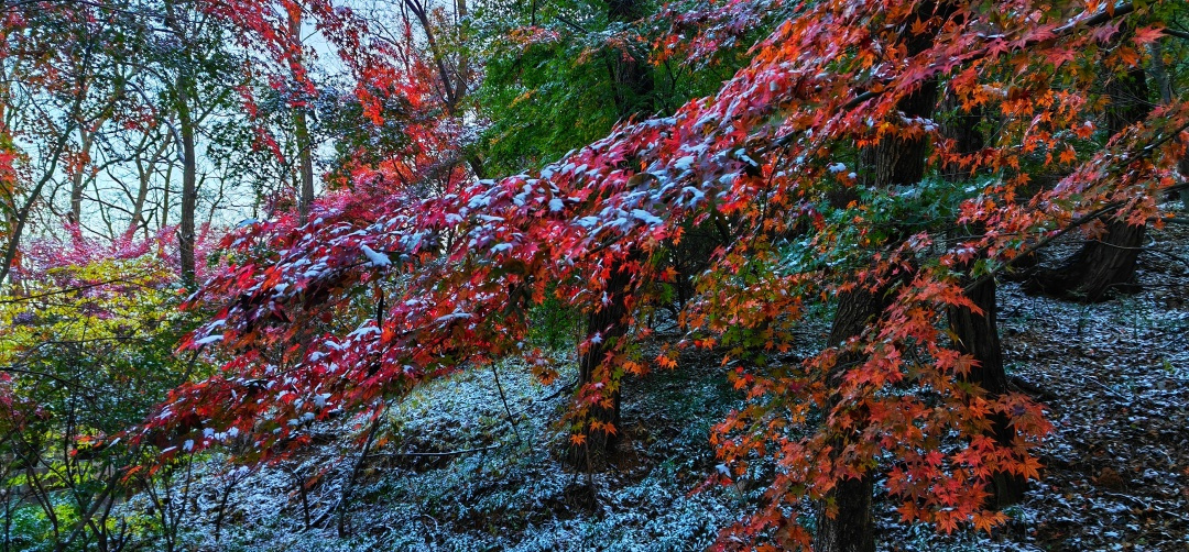 今日小雪寒意渐浓注意保暖,今日小雪天地初寒岁月安暖