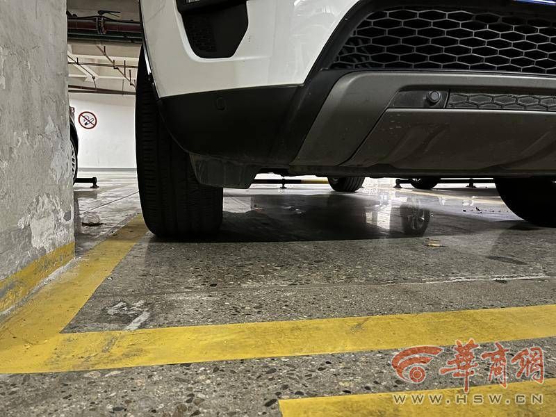 夜晚流浪猫撞倒电动车找物业理赔,流浪猫损害车辆找投喂人赔偿