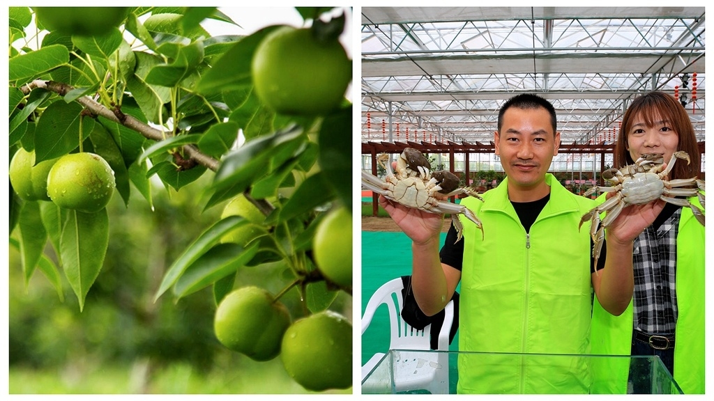 泰兴新街镇乡村振兴农业产业园,泰兴特色产业