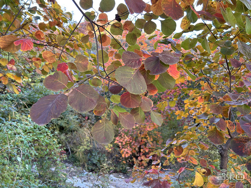 被“小看”的“大个子”，iPhone14Plus到底是谁的菜？