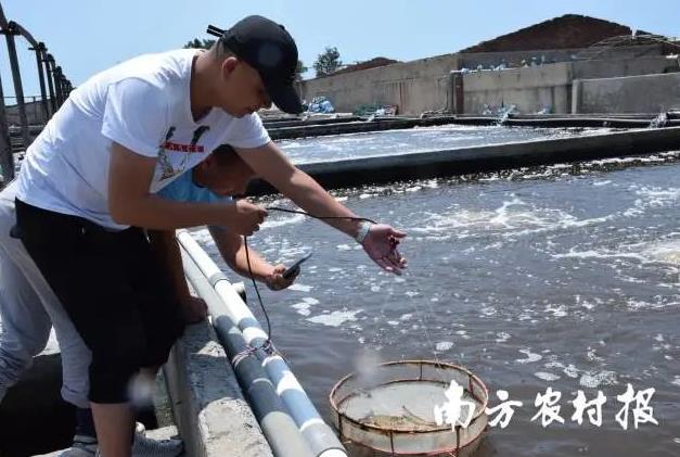 中国对虾养殖新技术研发成果,对虾养殖业必由之路