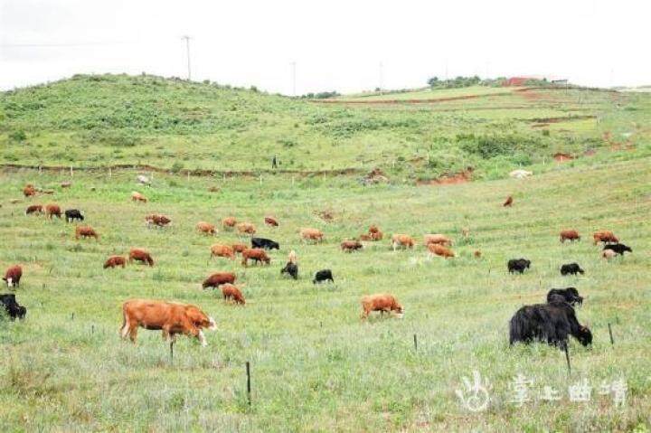肉牛养殖西门塔尔牛,肉牛养殖方法