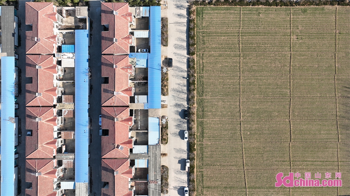 山东聊城乡村风景,聊城美丽乡村绿化石材