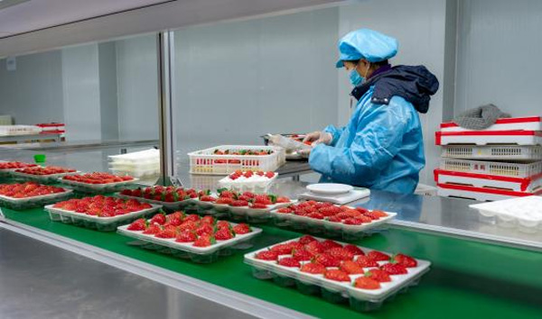 上海青浦草莓采摘基地,金山草莓和青浦草莓