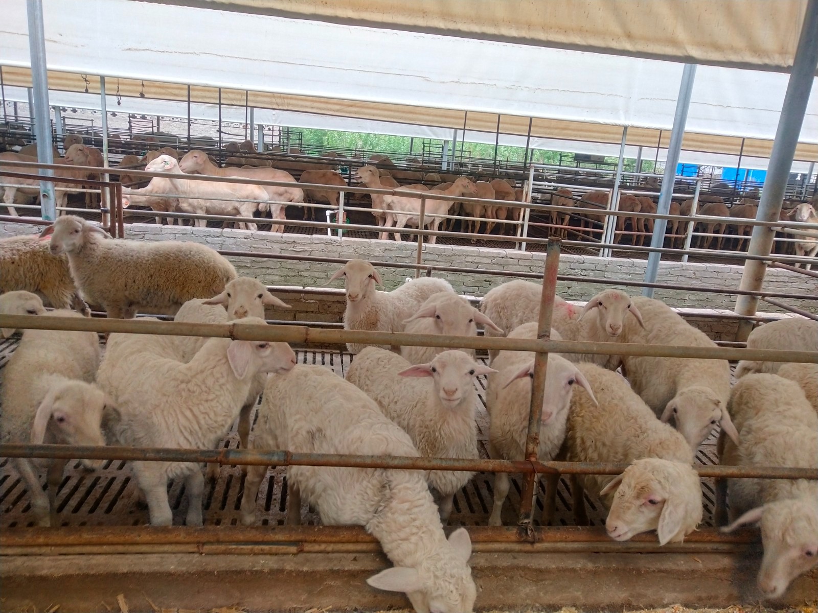 2021年羊养殖业发展趋势,河南羊产业发展趋势