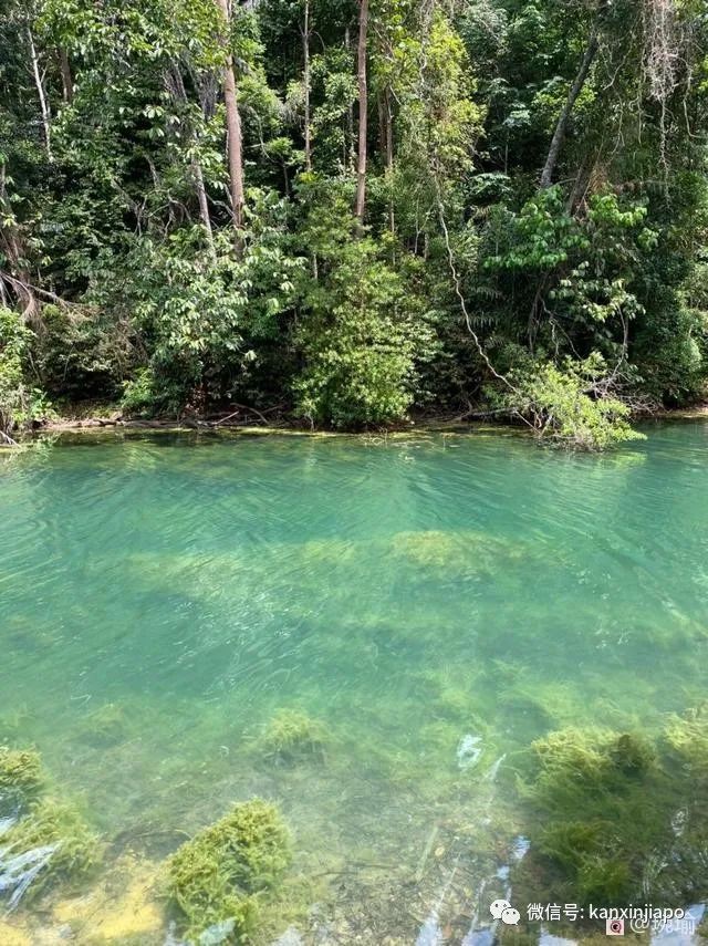 新加坡物价飙升原因有哪些,新加坡2023年物价上涨多少