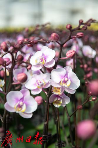 元旦节刊·花市|花如海人如潮，行过花街才过年