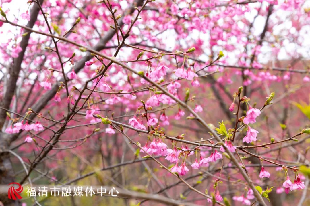福清看樱花的地方,福清樱花圣地