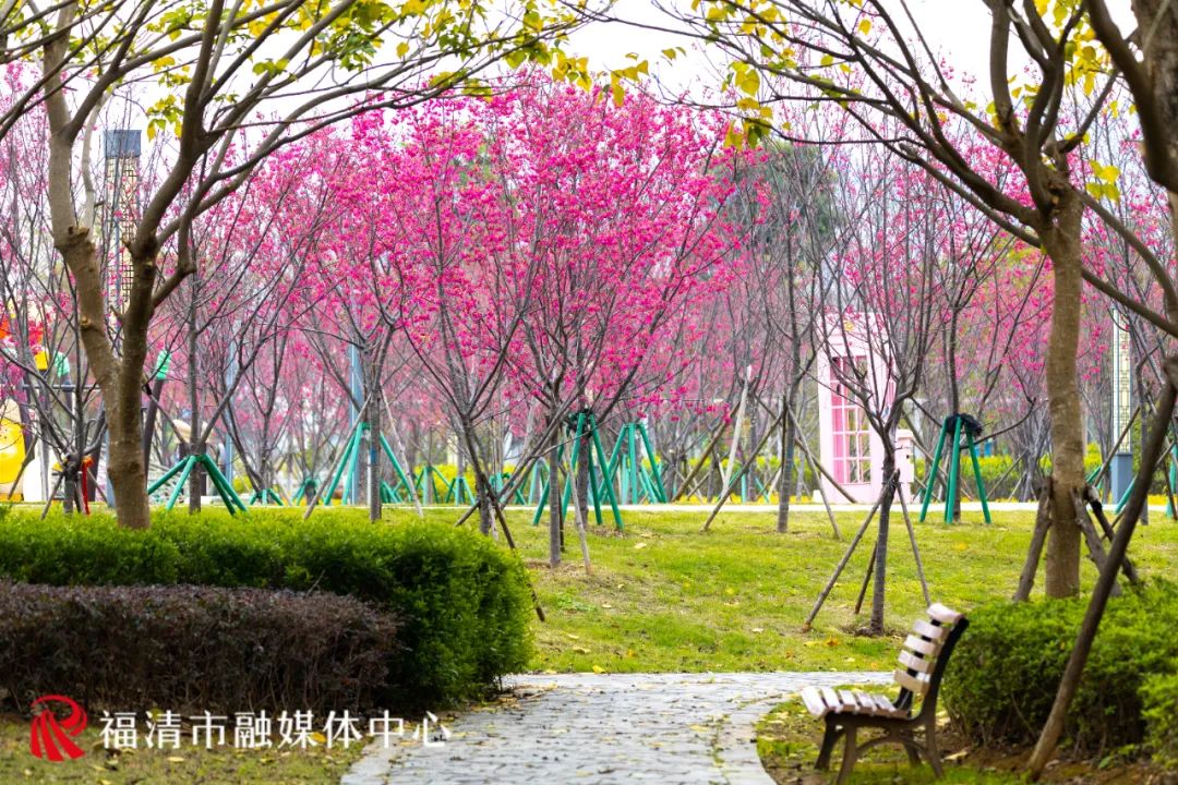 福清看樱花的地方,福清樱花圣地