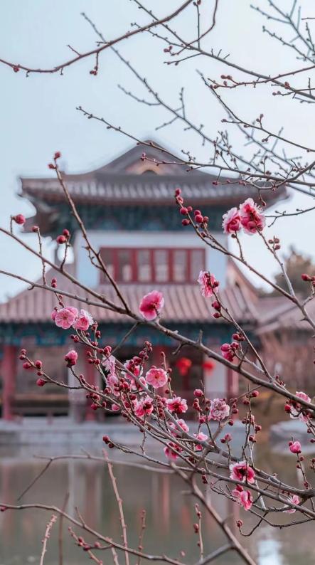 郑州最全的春季赏花地图来啦,郑州最全春季赏花地图