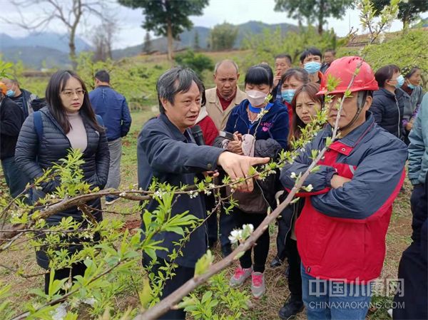 怎样在乡村振兴中激发人才活力,广东乡村人才培育行动