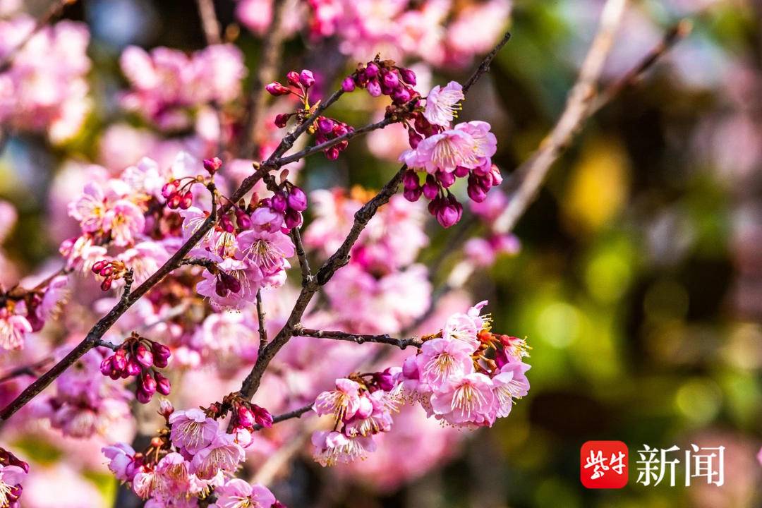 “螺蛳粉”味樱花冲上热搜，其实香喷喷的樱花有不少椿寒樱、启翁樱、华中樱桃都散发明显花香