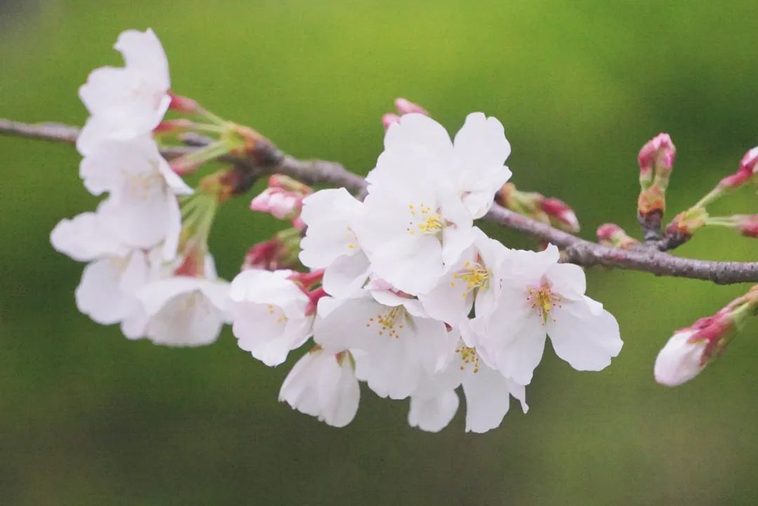 春季赏樱指南,赏樱技巧