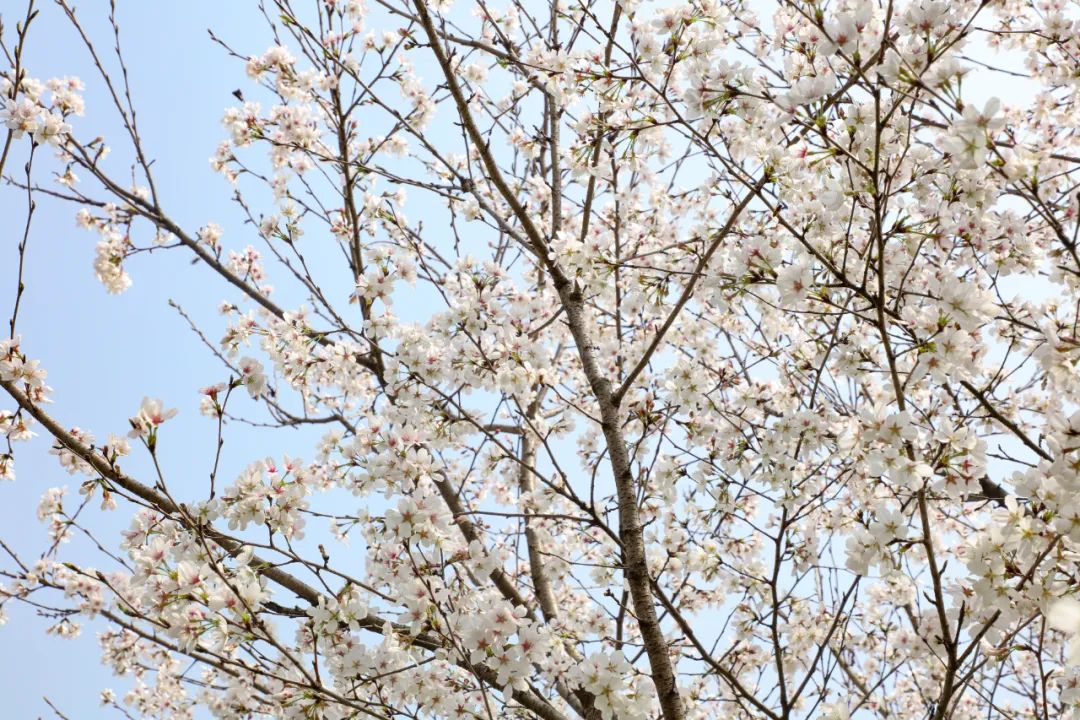 荆州赏樱,中国十大赏樱胜地最值得去的