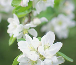有关二十四节气春分经典诵读,经典诵读二十四节气春分完整版