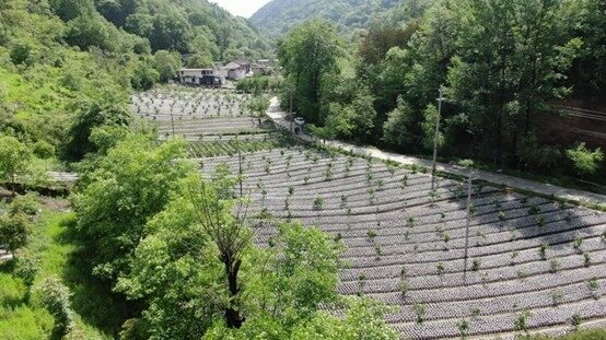 金融活水产业花开,金融活水助推消费活力释放