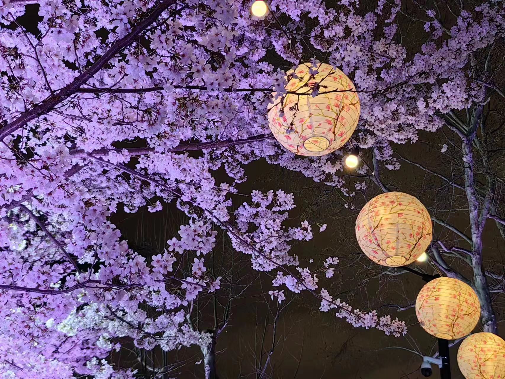 周末相约赏樱花,相约周末赏樱花